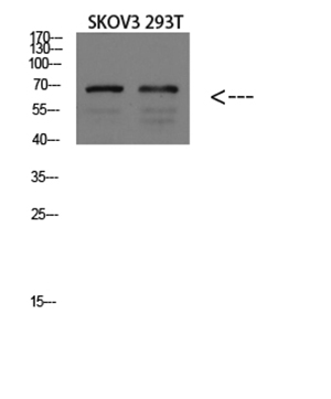 GADD34 Rabbit Polyclonal Antibody | 兔多抗 | EnkiLife恩玑生命