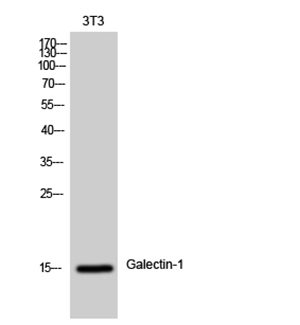 Galectin-1 Rabbit Polyclonal Antibody | 兔多抗 | EnkiLife恩玑生命