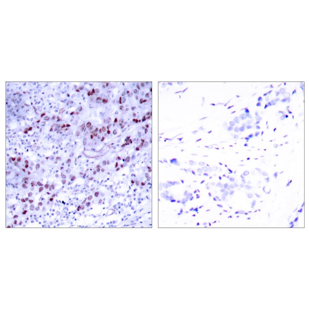 GATA-1 Rabbit Polyclonal Antibody | 兔多抗 | EnkiLife恩玑生命
