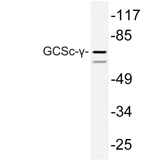 GCSc-γ Rabbit Polyclonal Antibody | 兔多抗 | EnkiLife恩玑生命