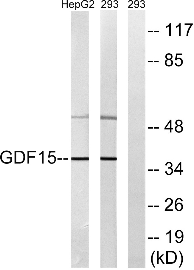 GDF-15 Rabbit Polyclonal Antibody | 兔多抗 | EnkiLife恩玑生命