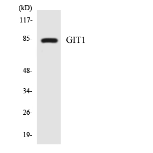 GIT1 Rabbit Polyclonal Antibody | 兔多抗 | EnkiLife恩玑生命