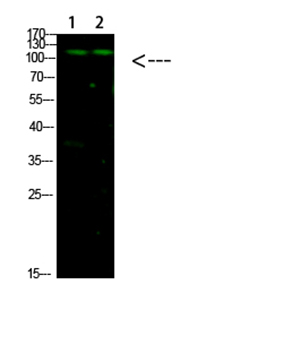GLI-1 Rabbit Polyclonal Antibody | 兔多抗 | EnkiLife恩玑生命