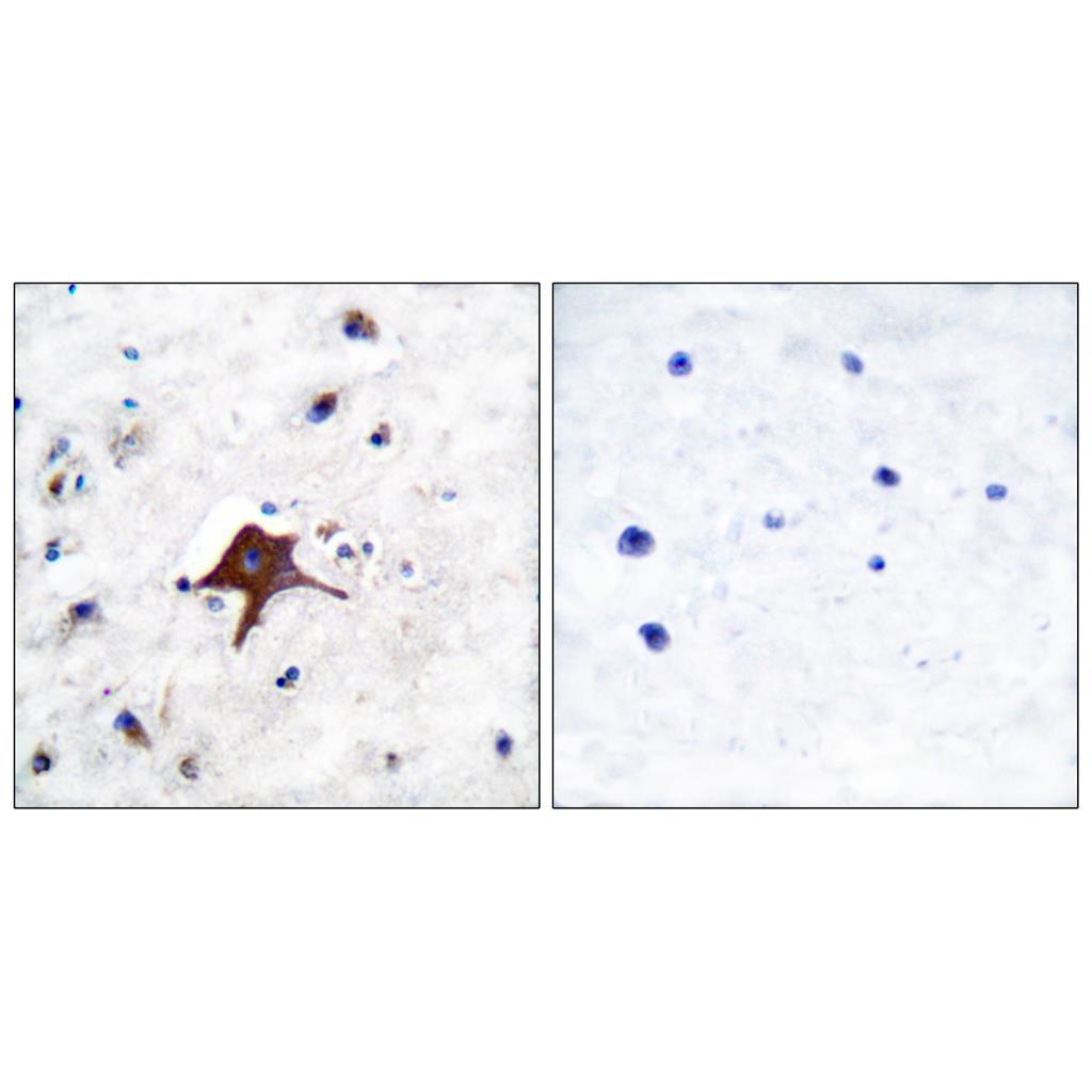 Glut3 Rabbit Polyclonal Antibody | 兔多抗 | EnkiLife恩玑生命