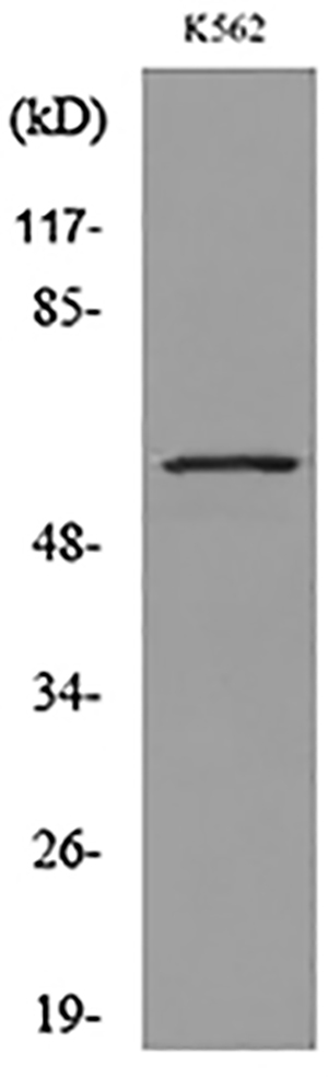 Glut5 Rabbit Polyclonal Antibody | 兔多抗 | EnkiLife恩玑生命