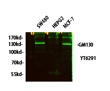 GM130 Rabbit Polyclonal Antibody | 兔多抗 | EnkiLife恩玑生命