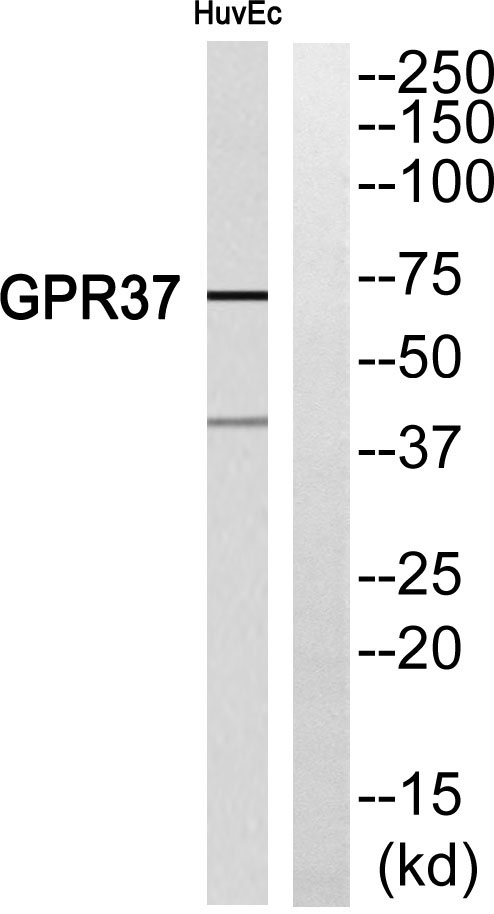 GPR37 Rabbit Polyclonal Antibody | 兔多抗 | EnkiLife恩玑生命