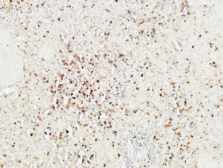 Granzyme B Rabbit Polyclonal Antibody | 兔多抗 | EnkiLife恩玑生命