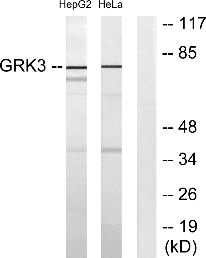 GRK 3 Rabbit Polyclonal Antibody | 兔多抗 | EnkiLife恩玑生命