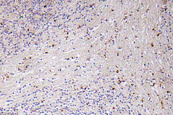 GROα Rabbit Polyclonal Antibody | 兔多抗 | EnkiLife恩玑生命