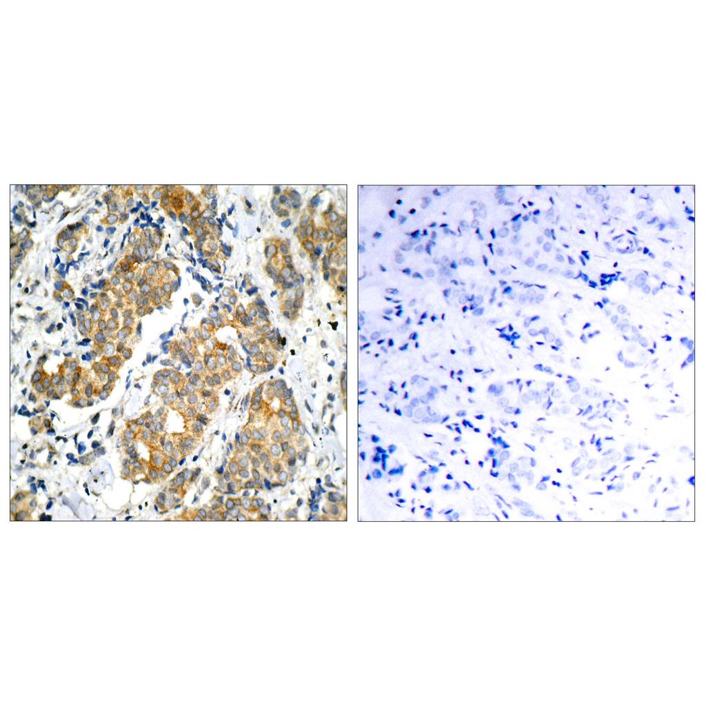 GSK3α Rabbit Polyclonal Antibody | 兔多抗 | EnkiLife恩玑生命
