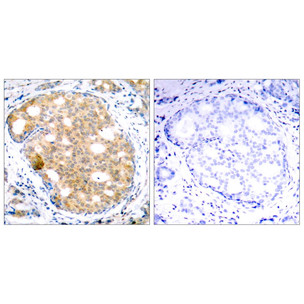 GSK3β Rabbit Polyclonal Antibody | 兔多抗 | EnkiLife恩玑生命