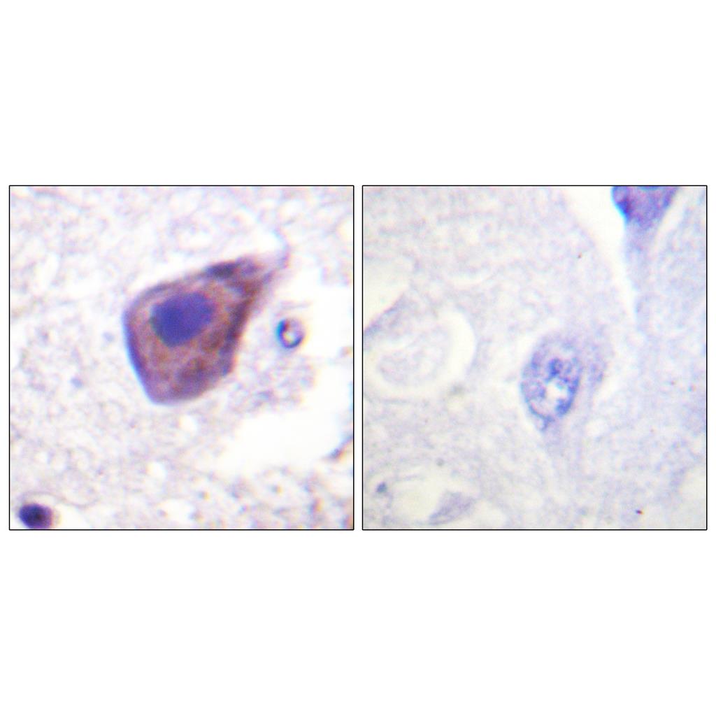 Gz-α Rabbit Polyclonal Antibody | 兔多抗 | EnkiLife恩玑生命