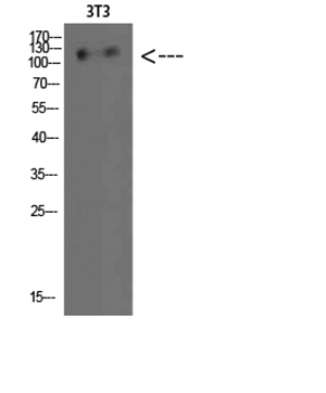 Hamartin Rabbit Polyclonal Antibody | 兔多抗 | EnkiLife恩玑生命