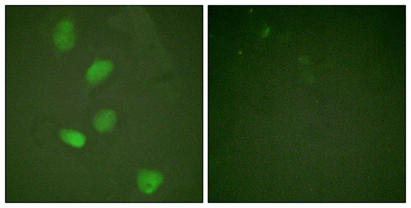 HDAC3 Rabbit Polyclonal Antibody | 兔多抗 | EnkiLife恩玑生命