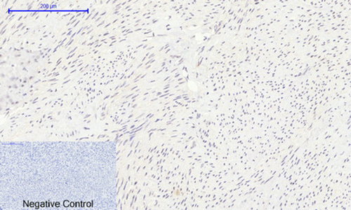Histone H2A Rabbit Polyclonal Antibody | 兔多抗 | EnkiLife恩玑生命