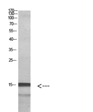 Histone H2A.Z Rabbit Polyclonal Antibody | 兔多抗 | EnkiLife恩玑生命