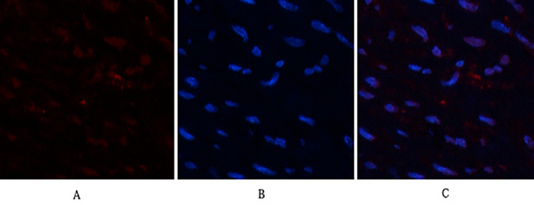 HMG-1 Rabbit Polyclonal Antibody | 兔多抗 | EnkiLife恩玑生命