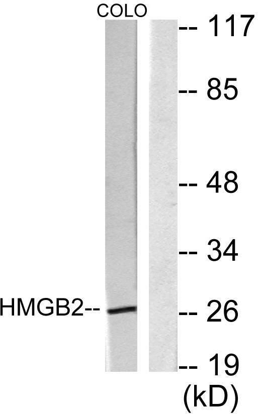 HMG-2 Rabbit Polyclonal Antibody | 兔多抗 | EnkiLife恩玑生命