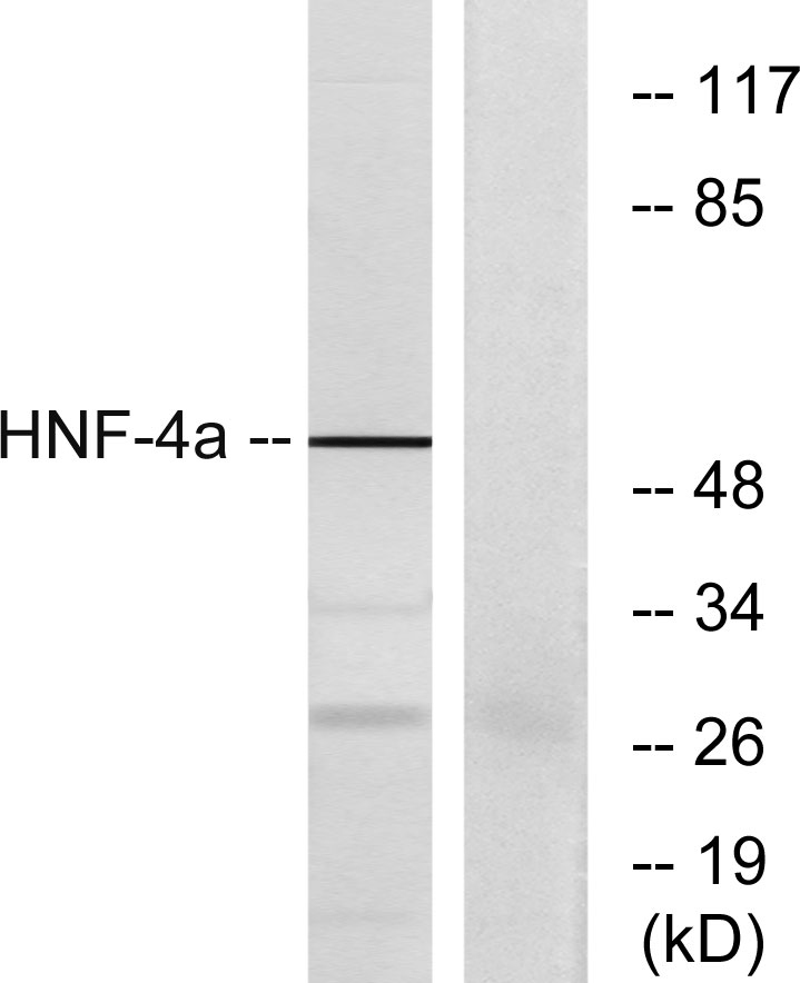 HNF-4α Rabbit Polyclonal Antibody | 兔多抗 | EnkiLife恩玑生命