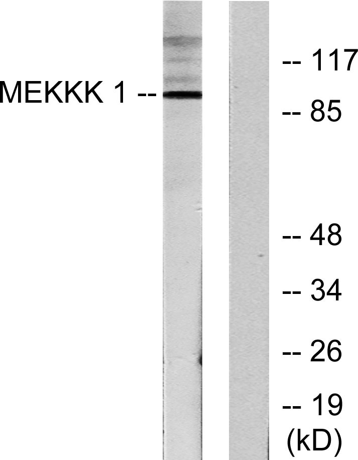 HPK1 Rabbit Polyclonal Antibody | 兔多抗 | EnkiLife恩玑生命