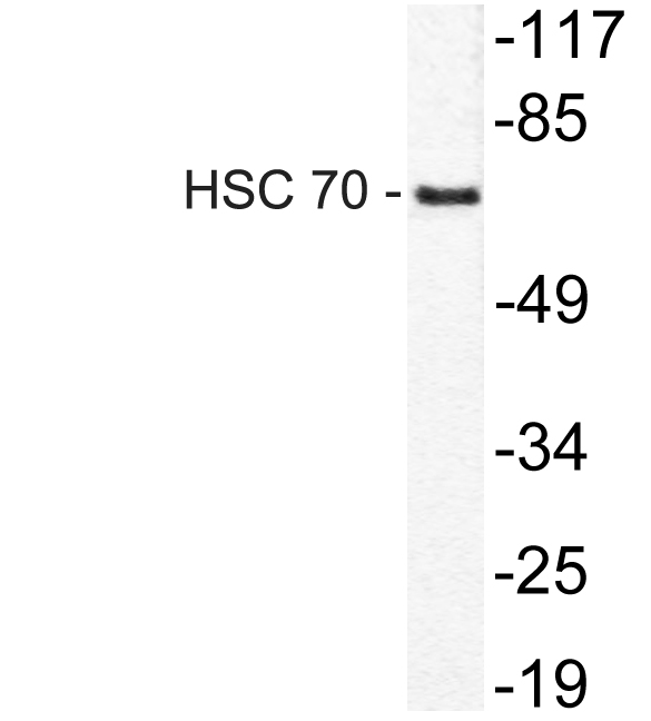 HSC 70 Rabbit Polyclonal Antibody | 兔多抗 | EnkiLife恩玑生命