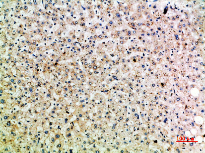 HSP 75 Rabbit Polyclonal Antibody | 兔多抗 | EnkiLife恩玑生命
