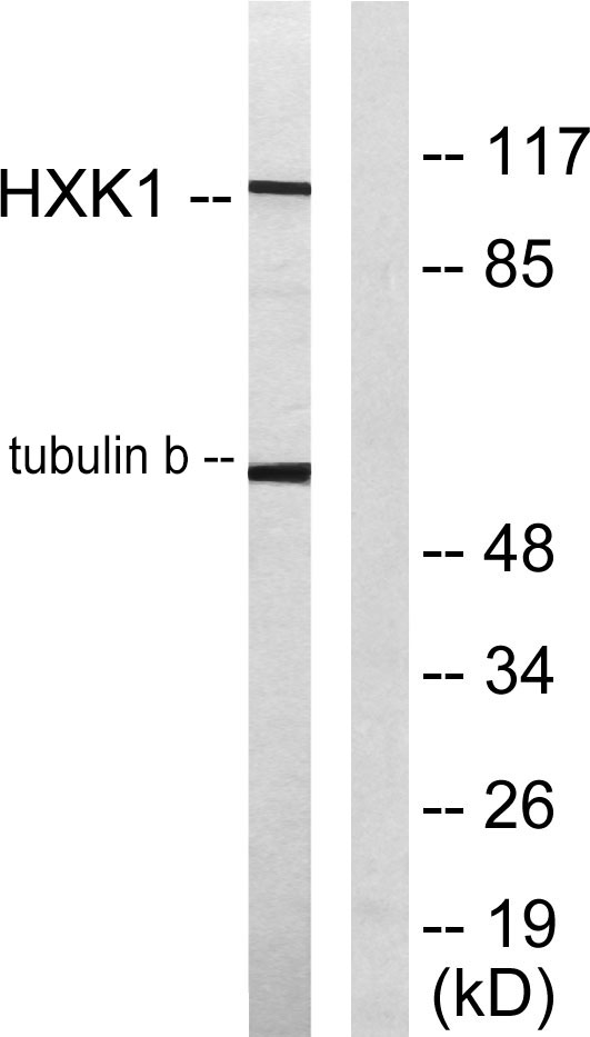 HXK I Rabbit Polyclonal Antibody | 兔多抗 | EnkiLife恩玑生命