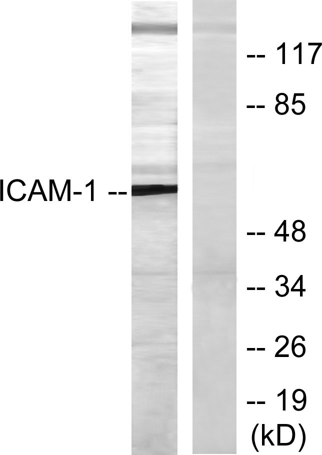 ICAM-1 Rabbit Polyclonal Antibody | 兔多抗 | EnkiLife恩玑生命