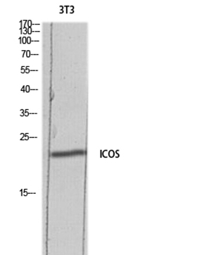 ICOS Rabbit Polyclonal Antibody | 兔多抗 | EnkiLife恩玑生命