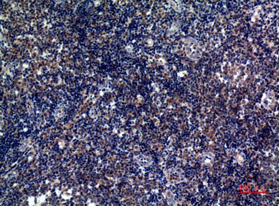 ICOS Rabbit Polyclonal Antibody | 兔多抗 | EnkiLife恩玑生命