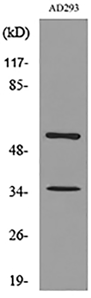 IFN-αR2 Rabbit Polyclonal Antibody | 兔多抗 | EnkiLife恩玑生命