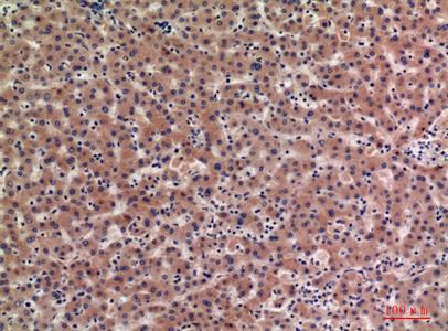 IGFBP1 Rabbit Polyclonal Antibody | 兔多抗 | EnkiLife恩玑生命