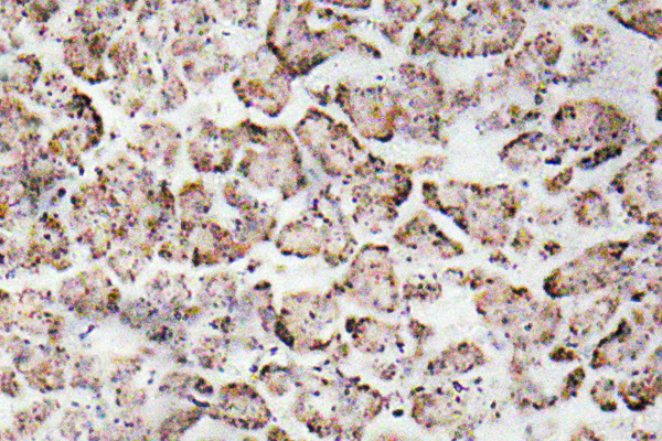 IGF-I Rabbit Polyclonal Antibody | 兔多抗 | EnkiLife恩玑生命
