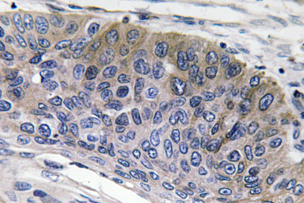 IgG1 Rabbit Polyclonal Antibody | 兔多抗 | EnkiLife恩玑生命