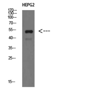 IgM Chain C Rabbit Polyclonal Antibody | 兔多抗 | EnkiLife恩玑生命
