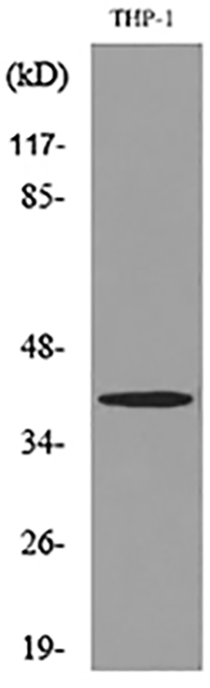 IL-10 Rabbit Polyclonal Antibody | 兔多抗 | EnkiLife恩玑生命