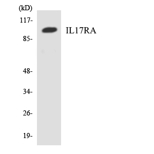 IL-17Rα Rabbit Polyclonal Antibody | 兔多抗 | EnkiLife恩玑生命