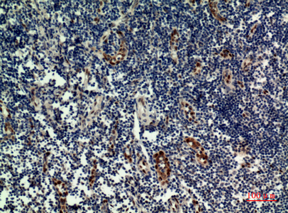 IL-33 Rabbit Polyclonal Antibody | 兔多抗 | EnkiLife恩玑生命
