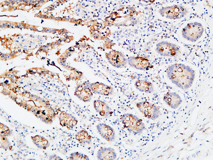 IL-3Rα Rabbit Polyclonal Antibody | 兔多抗 | EnkiLife恩玑生命