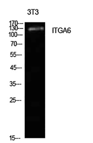 Integrin α6 Rabbit Polyclonal Antibody | 兔多抗 | EnkiLife恩玑生命