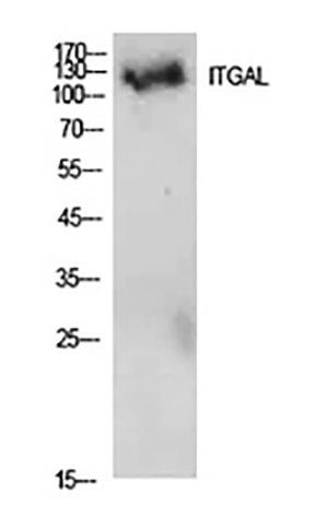 Integrin αL Rabbit Polyclonal Antibody | 兔多抗 | EnkiLife恩玑生命