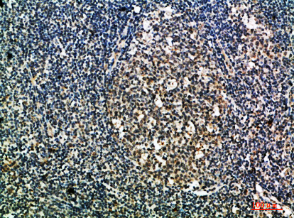Integrin αX Rabbit Polyclonal Antibody | 兔多抗 | EnkiLife恩玑生命