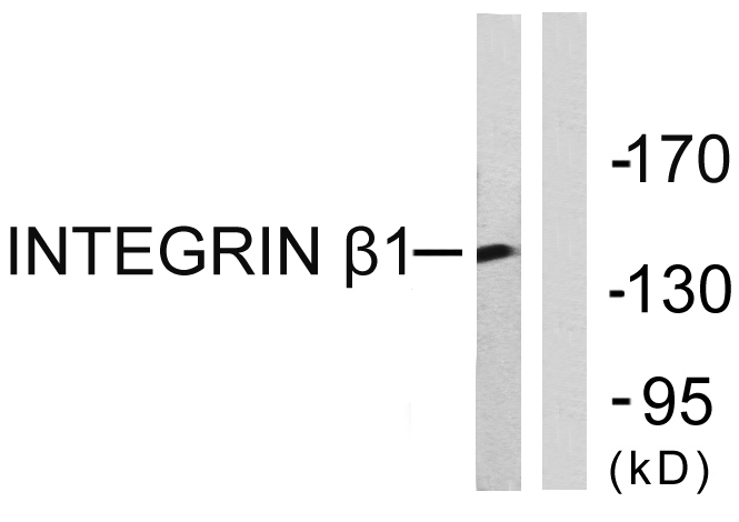 Integrin β1 Rabbit Polyclonal Antibody | 兔多抗 | EnkiLife恩玑生命