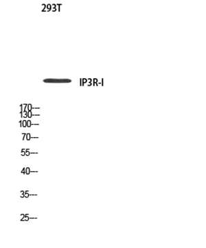 IP3R-I Rabbit Polyclonal Antibody | 兔多抗 | EnkiLife恩玑生命