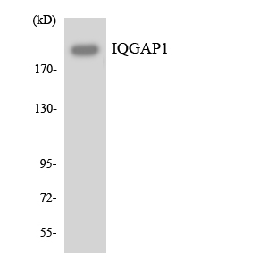IQGAP1 Rabbit Polyclonal Antibody | 兔多抗 | EnkiLife恩玑生命