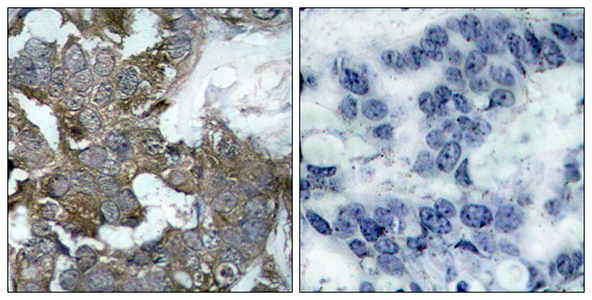 IκB-α Rabbit Polyclonal Antibody | 兔多抗 | EnkiLife恩玑生命