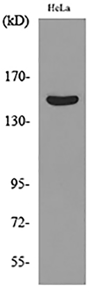 Jagged1 Rabbit Polyclonal Antibody | 兔多抗 | EnkiLife恩玑生命