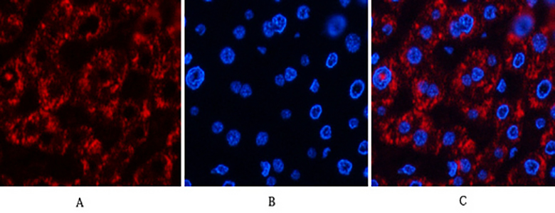 Jagged1 Rabbit Polyclonal Antibody | 兔多抗 | EnkiLife恩玑生命