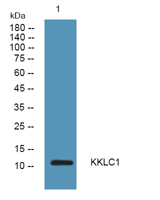 KKLC1 Rabbit Polyclonal Antibody | 兔多抗 | EnkiLife恩玑生命